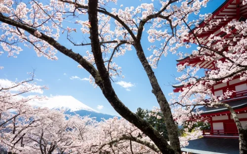 Traditional matcha tea making experience at Lake Kawaguchi