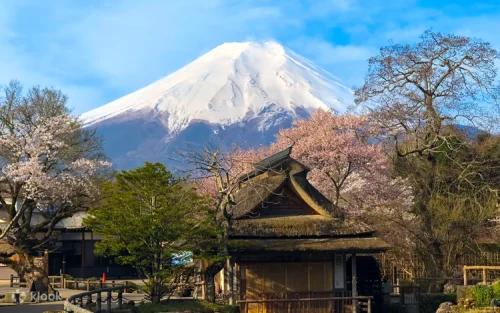 Spring cherry blossoms blooming along the serene shores of Lake Kawaguchi