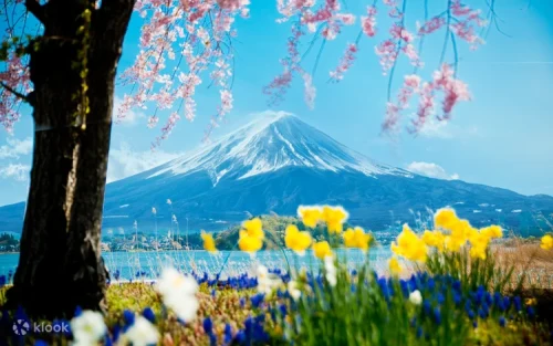 Seasonal flowers blooming at Oishi Park by Lake Kawaguchi