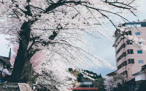 Traditional wooden buildings in the beautifully preserved Takayama old town