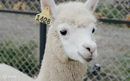 Smiling alpacas waiting to be fed by visitors at the Yilan animal farm