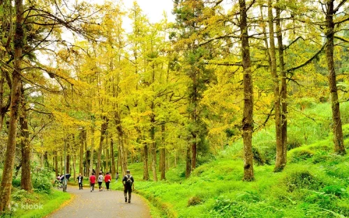 Golden autumn ginkgo forest at Xitou Nature Education Area