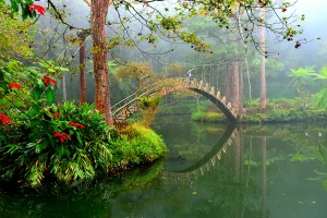 Xitou Nature Education Area & Yoshan Tea Culture Experience