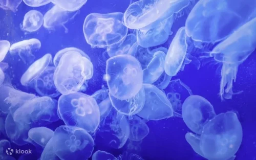 Colorful marine life swimming in the massive Aqua Resorts aquarium